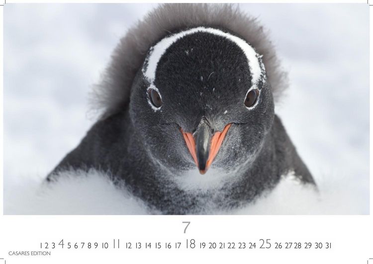 Produktbild: Pinguine Kalender 2027 &ndash; Wandkalender | Fotokalender Tierkalender 35x50cm Grosses Format | . mit niedlichen Pinguin-Motiven im antarktischen Lebensraum.