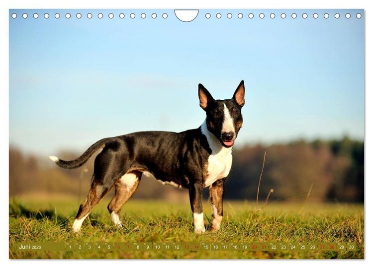 Produktbild: Bullterrier, Powerpakete auf 4 Pfoten (Wandkalender 2026 DIN A4 quer), CALVENDO Monatskalender