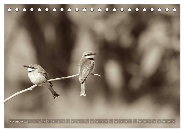 Produktbild: Botswana &ndash; Impressionen aus Afrika (Tischkalender 2026 DIN A5 quer), CALVENDO Monatskalender