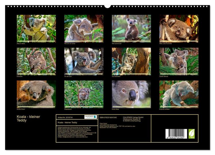 Produktbild: Koala - kleiner Teddy (hochwertiger Premium Wandkalender 2026 DIN A2 quer), Kunstdruck in Hochglanz