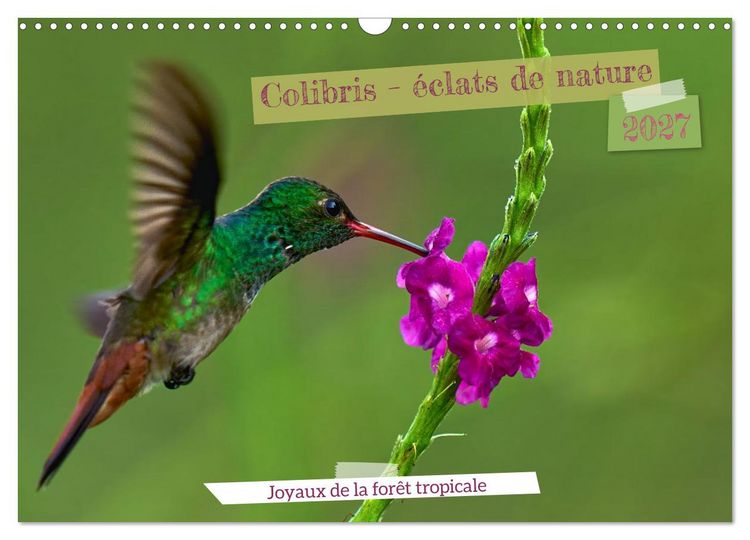 Produktbild: Colibris &ndash; &eacute;clats de nature (Calendrier mural 2027 DIN A3 vertical), CALVENDO calendrier mensuel