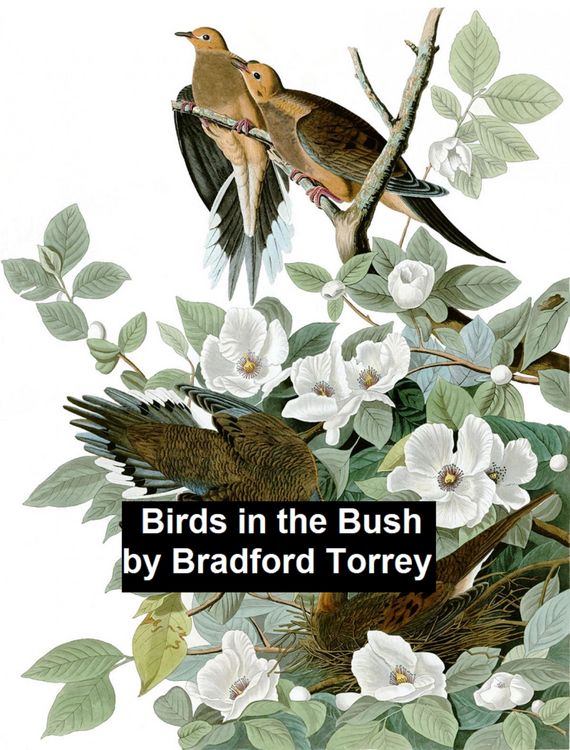 Produktbild: Birds in the Bush