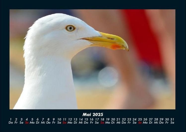 Produktbild: M&ouml;wen 2025 Fotokalender DIN A4