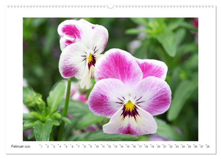 Produktbild: Veilchengew&auml;chse - Stiefm&uuml;tterchen und Hornveilchen (Wandkalender 2026 DIN A2 quer), CALVENDO Monatskalender