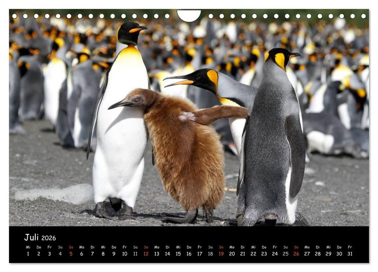Produktbild: Pinguine aus aller Welt (Wandkalender 2026 DIN A4 quer), CALVENDO Monatskalender
