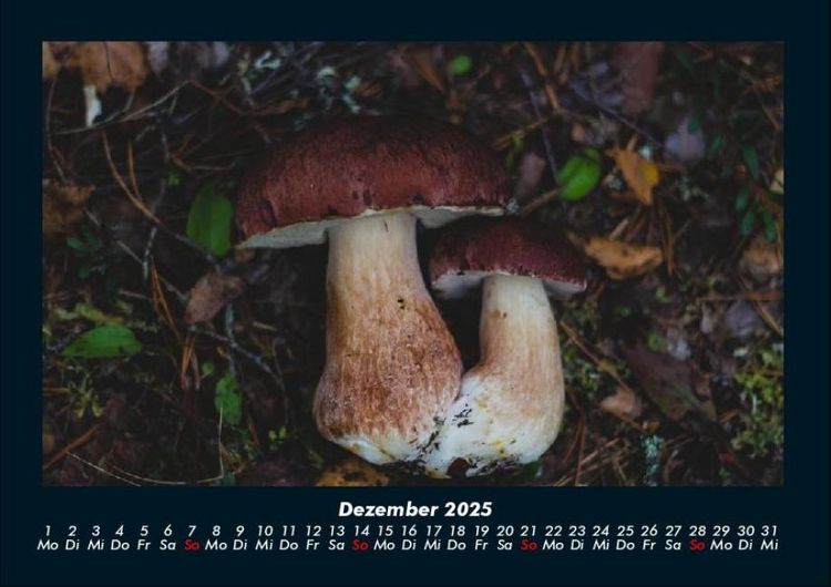 Produktbild: Pilzkalender 2025 Fotokalender DIN A4