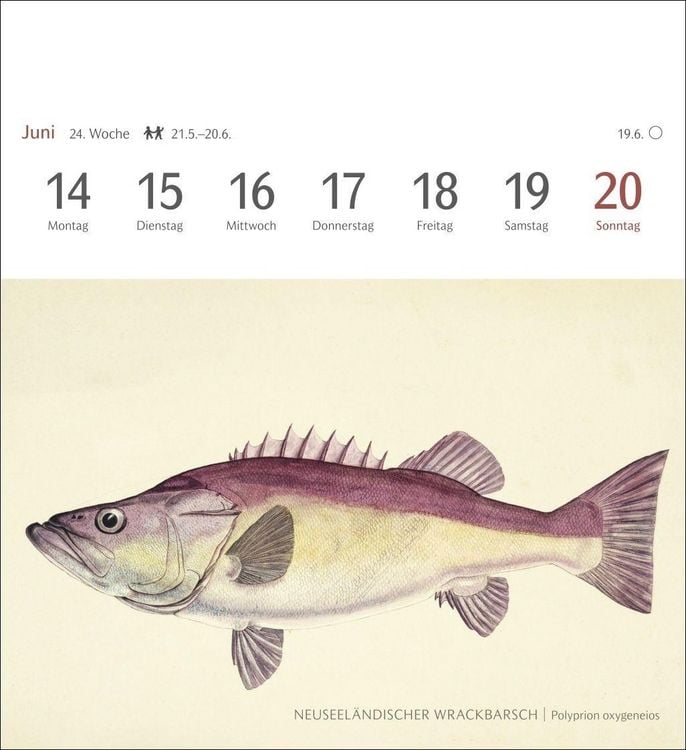 Produktbild: Fische Postkartenkalender 2027 - Postkartenkalender mit 53 historischen Zeichnungen