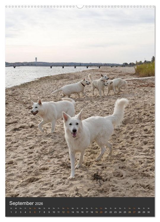 Produktbild: Berger Blanc Suisse - Freunde auf 4 Pfoten (Wandkalender 2026 DIN A2 hoch), CALVENDO Monatskalender