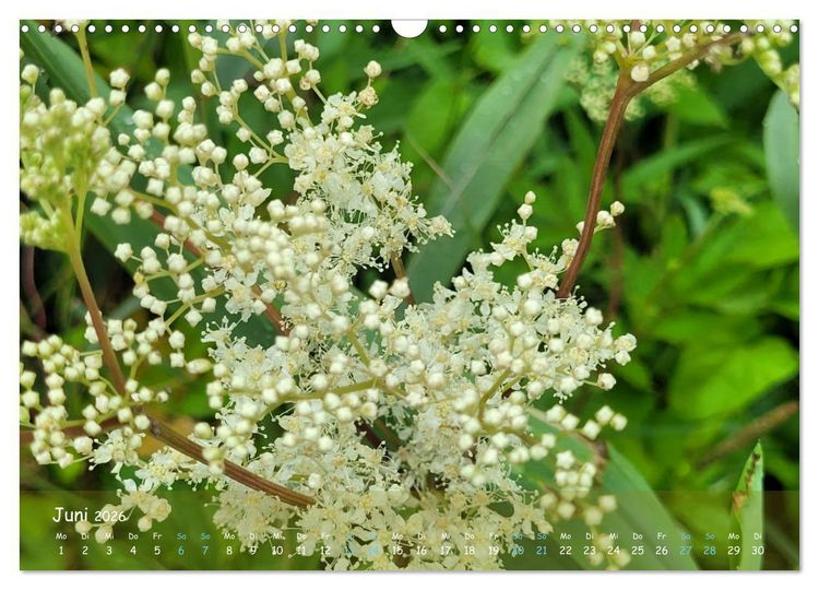Produktbild: Moortr&auml;ume - Natursch&ouml;nheit in Bildern (Wandkalender 2026 DIN A3 quer), CALVENDO Monatskalender