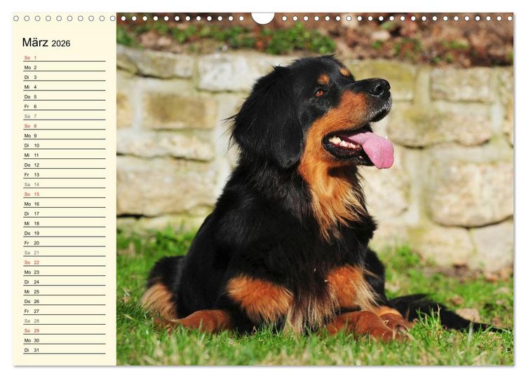 Produktbild: Mein bester Freund - Der Hovawart (Wandkalender 2026 DIN A3 quer), CALVENDO Monatskalender