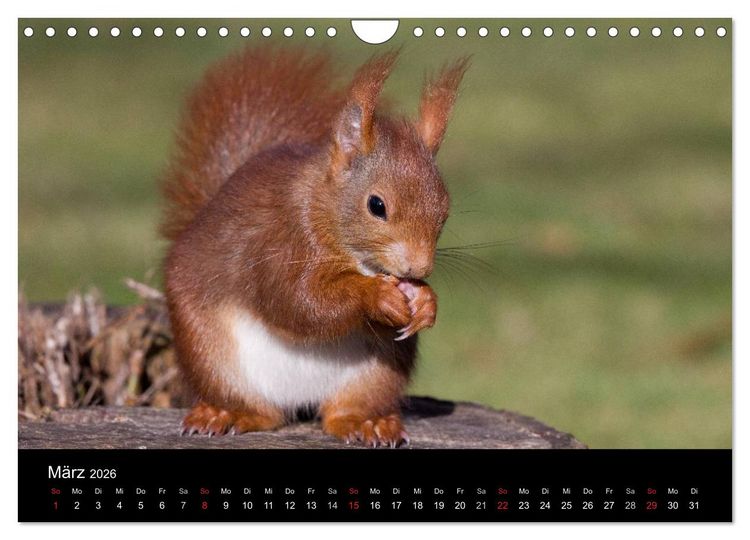 Produktbild: Mit dem Eichh&ouml;rnchen durchs Jahr (Wandkalender 2026 DIN A4 quer), CALVENDO Monatskalender