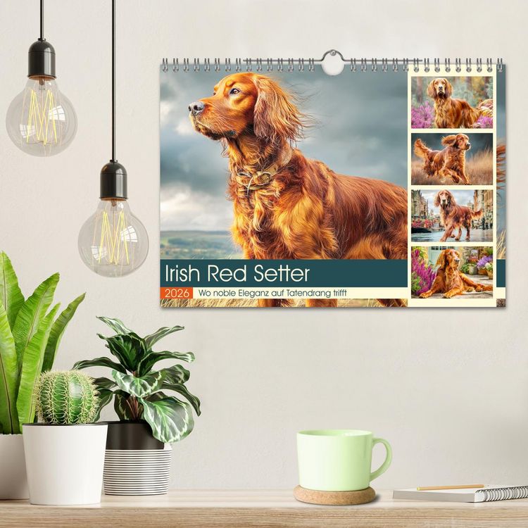 Produktbild: Irish Red Setter. Wo noble Eleganz auf Tatendrang trifft (Wandkalender 2026 DIN A4 quer), CALVENDO Monatskalender