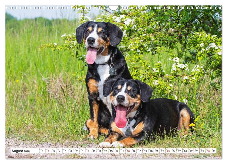 Produktbild: Schweizer Sennenhunde - die Hunde aus den Schweizer Alpen (Wandkalender 2026 DIN A3 quer), CALVENDO Monatskalender