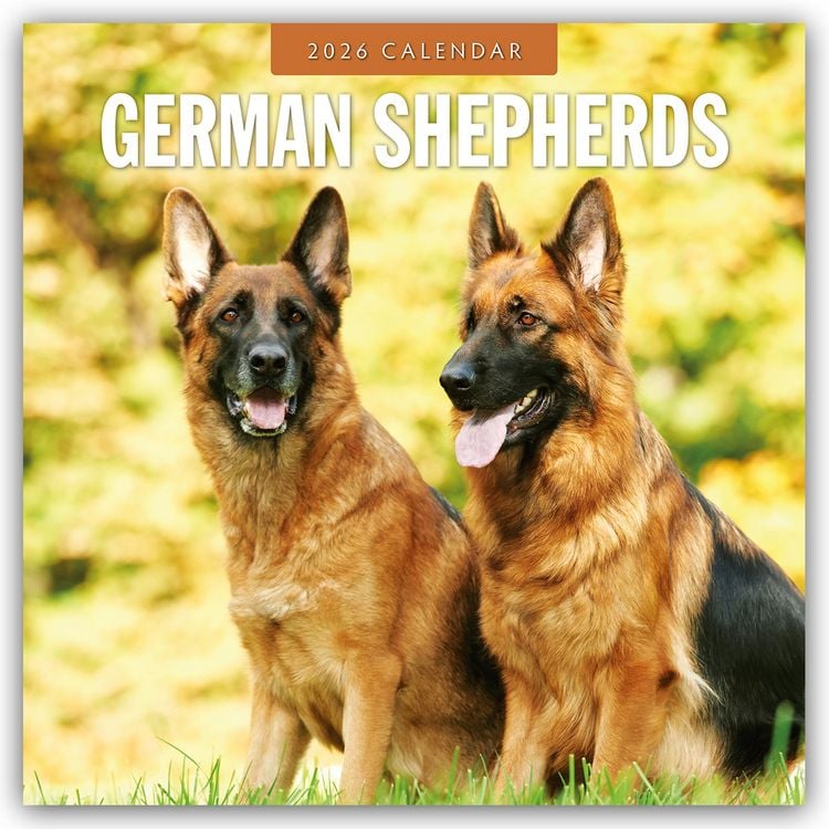 Produktbild: German Shepherds – Deutscher Schäferhund 2026 – 16-Monatskalender