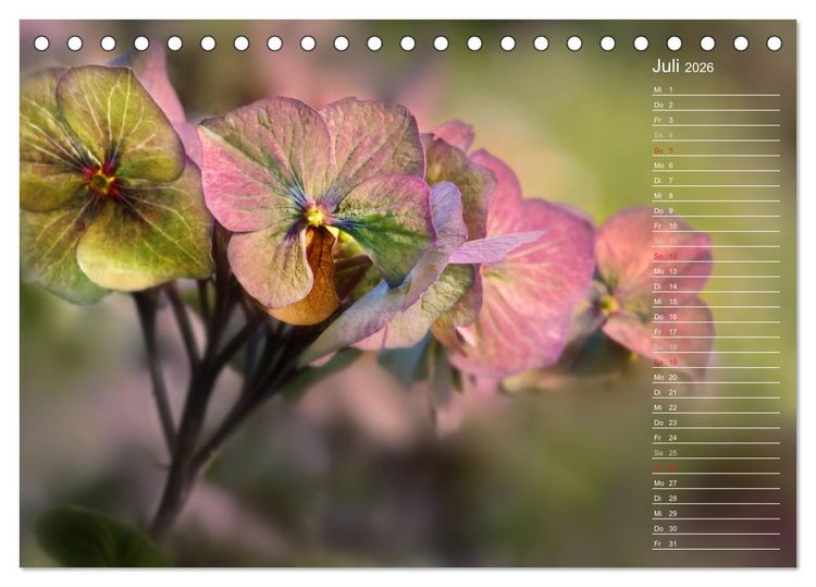 Produktbild: Die Hortensie und ihre vielen Gesichter (Tischkalender 2026 DIN A5 quer), CALVENDO Monatskalender