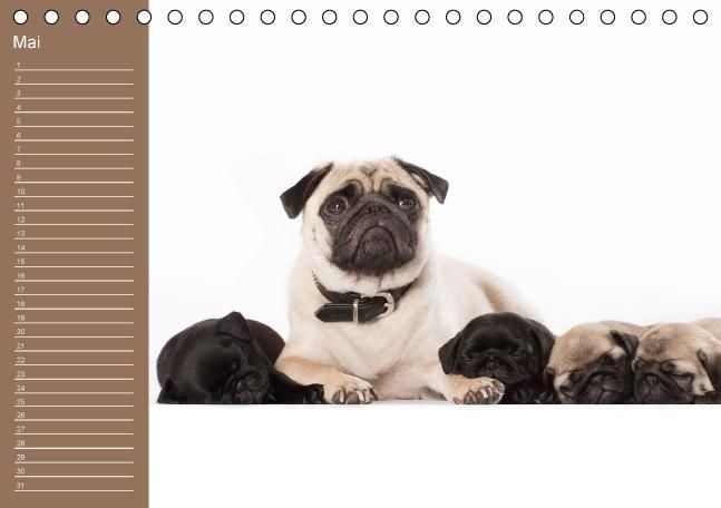 Produktbild: Ein Mops f&uuml;rs Herz (Tischkalender immerw&auml;hrend DIN A5 quer)