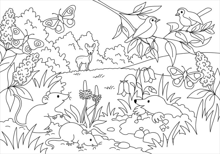 Produktbild: Mein sch&ouml;nstes Malbuch. Wald und Wiese