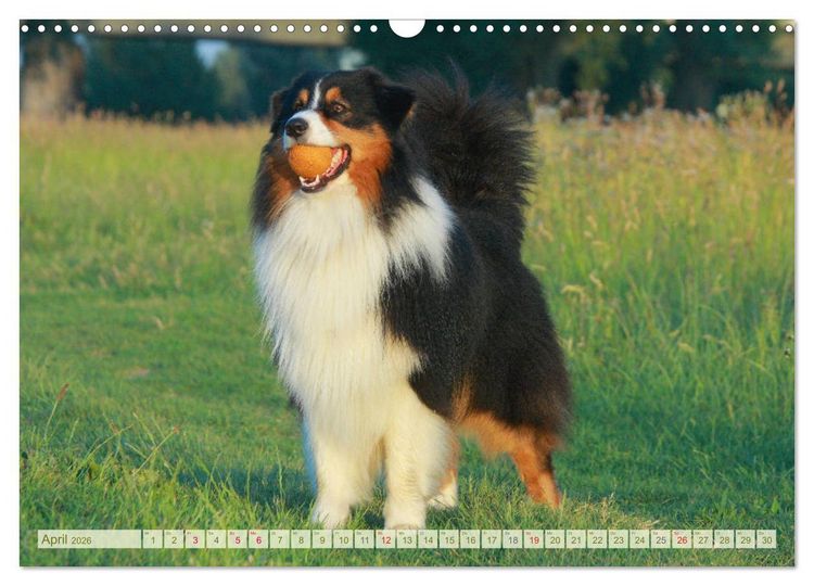 Produktbild: Australian Shepherd - H&uuml;tehunde mit Familienanschluss (Wandkalender 2026 DIN A3 quer), CALVENDO Monatskalender