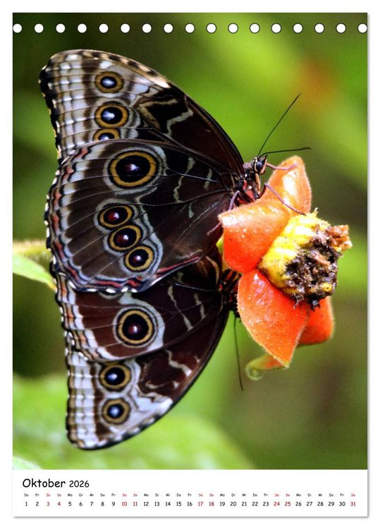 Produktbild: Costa Rica - Fauna & Flora (Tischkalender 2026 DIN A5 hoch), CALVENDO Monatskalender