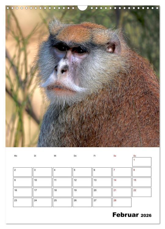 Produktbild: Augenblick der Affen 2026 (Wandkalender 2026 DIN A3 hoch), CALVENDO Monatskalender