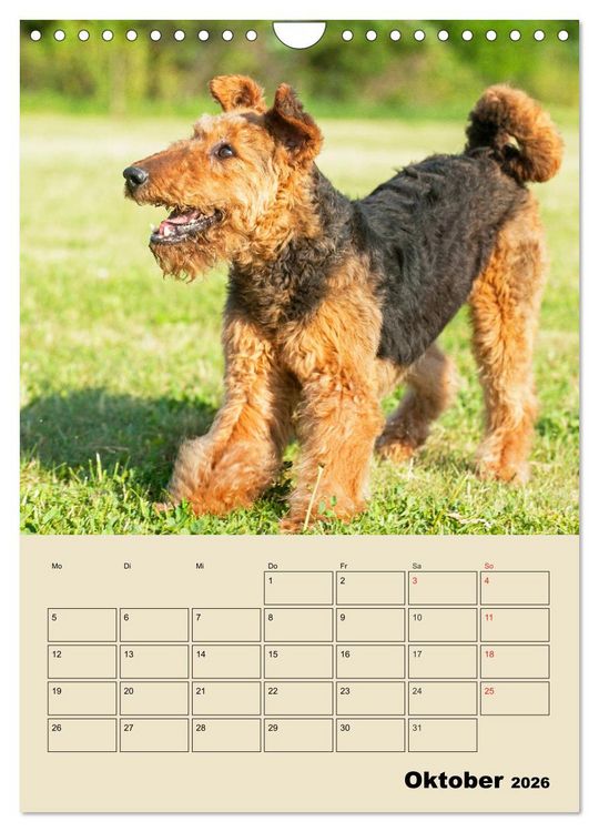 Produktbild: Airedale Terrier - Temperament auf 4 Pfoten (Wandkalender 2026 DIN A4 hoch), CALVENDO Monatskalender