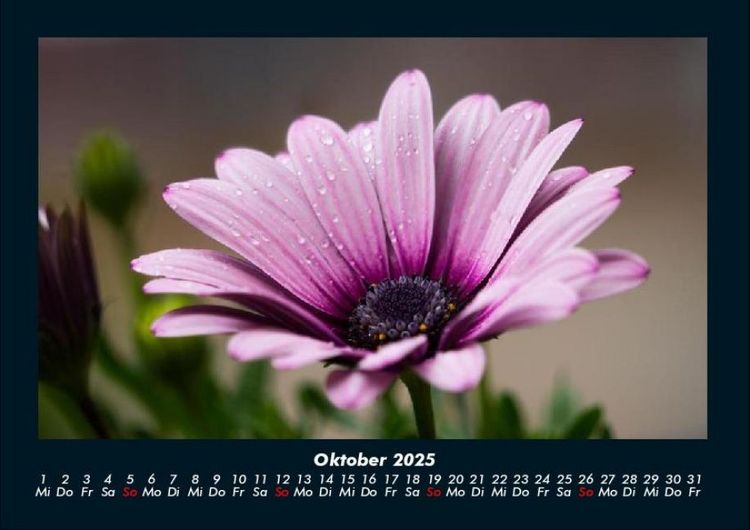 Produktbild: Pflanzen und Bl&uuml;ten 2025 Fotokalender DIN A4