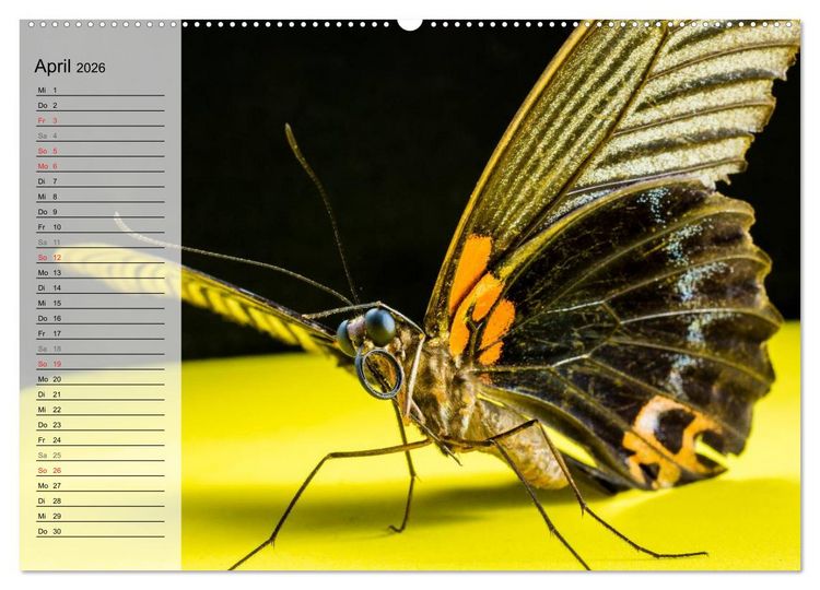 Produktbild: Die geheimnisvolle Welt der Insekten (hochwertiger Premium Wandkalender 2026 DIN A2 quer), Kunstdruck in Hochglanz
