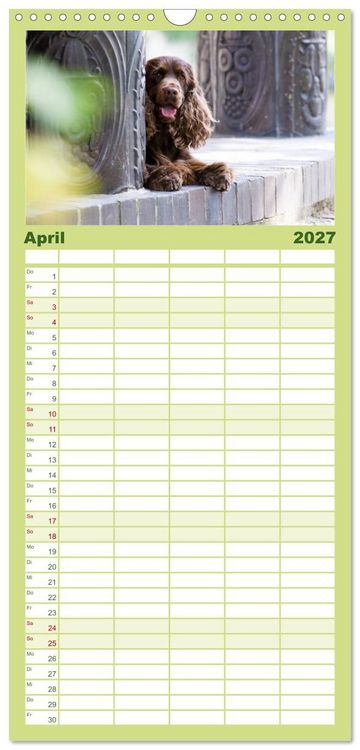Produktbild: Familienplaner 2027 - English Cocker Spaniel - Fr&ouml;hliche Gesellen mit 5 Spalten (Wandkalender, 21 x 45 cm) CALVENDO