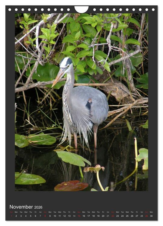 Produktbild: Herons & Egrets (Wall Calendar 2026 DIN A4 portrait), CALVENDO 12 Month Wall Calendar