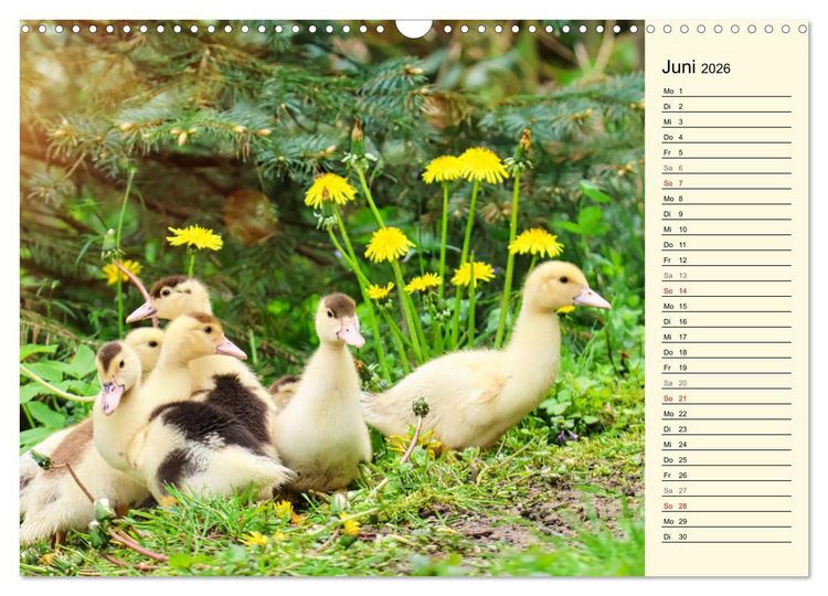 Produktbild: Entz&uuml;ckende Entenk&uuml;ken (Wandkalender 2026 DIN A3 quer), CALVENDO Monatskalender