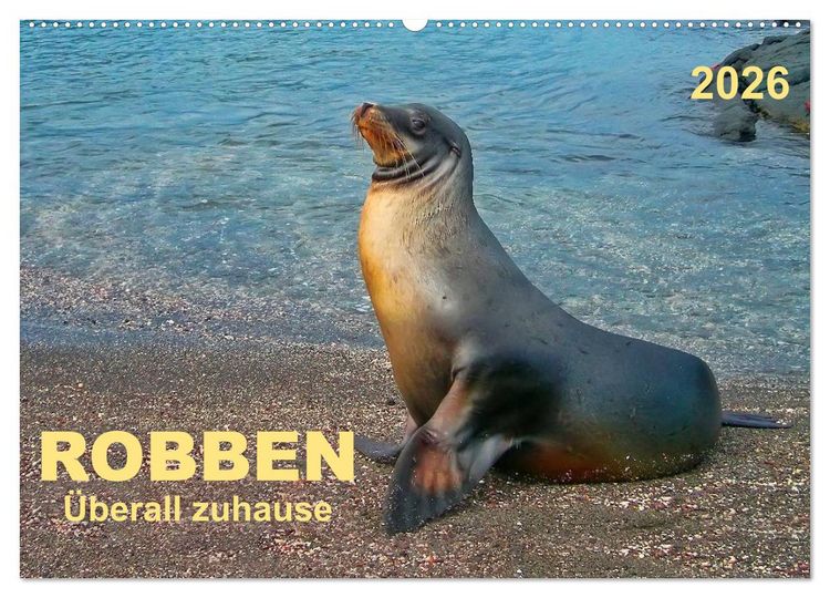 Produktbild: Robben - &uuml;berall zuhause (Wandkalender 2026 DIN A2 quer), CALVENDO Monatskalender
