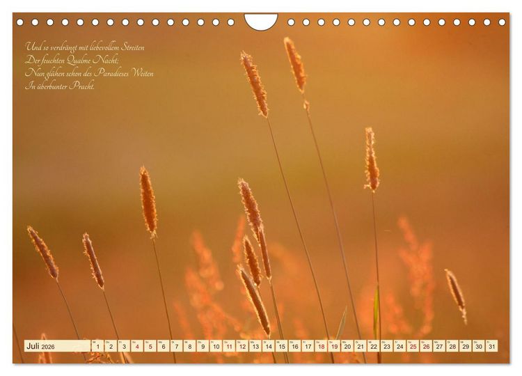 Produktbild: Sommergr&auml;ser (Wandkalender 2026 DIN A4 quer), CALVENDO Monatskalender