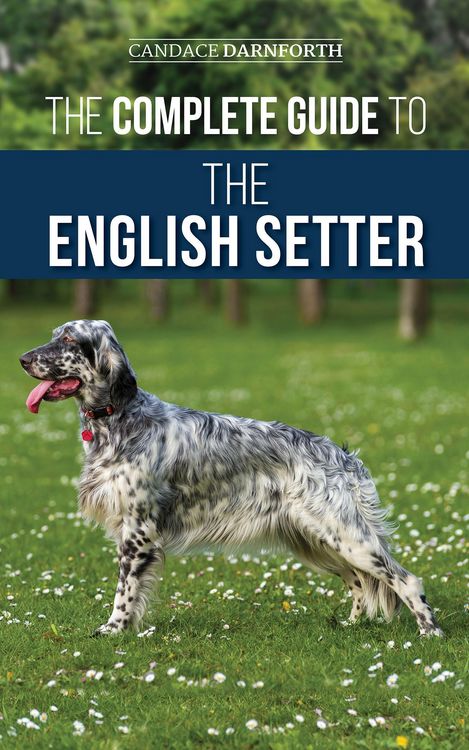 Produktbild: The Complete Guide to the English Setter