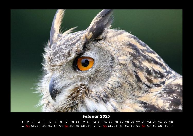 Produktbild: V&ouml;gel 2025 Fotokalender DIN A3
