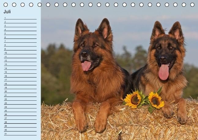 Produktbild: Der Schäferhunde-Geburtstagskalender (Tischkalender immerwährend DIN A5 quer)