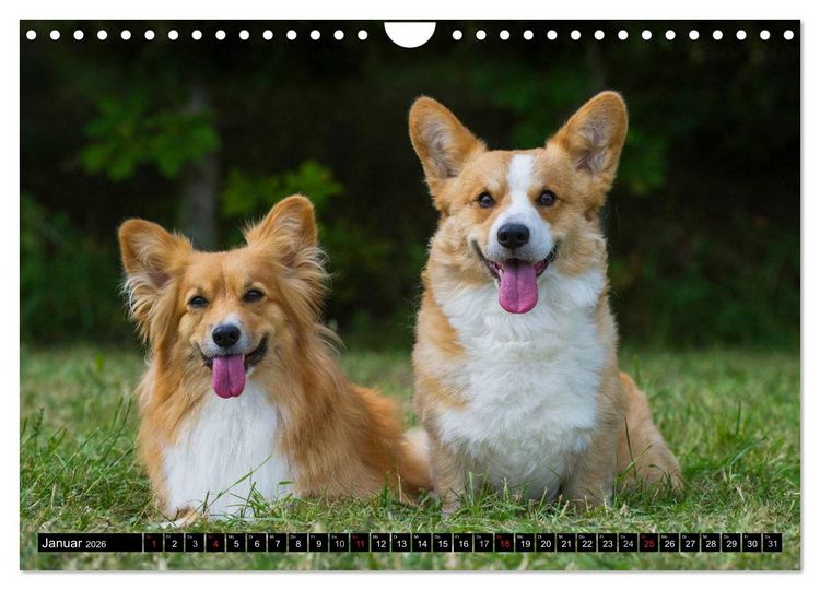 Produktbild: Welsh Corgi - Kobold auf 4 Pfoten (Wandkalender 2026 DIN A4 quer), CALVENDO Monatskalender
