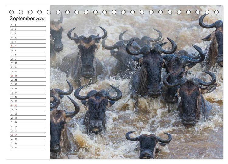 Produktbild: Emotionale Momente: Mein wildes Afrika (Tischkalender 2026 DIN A5 quer), CALVENDO Monatskalender