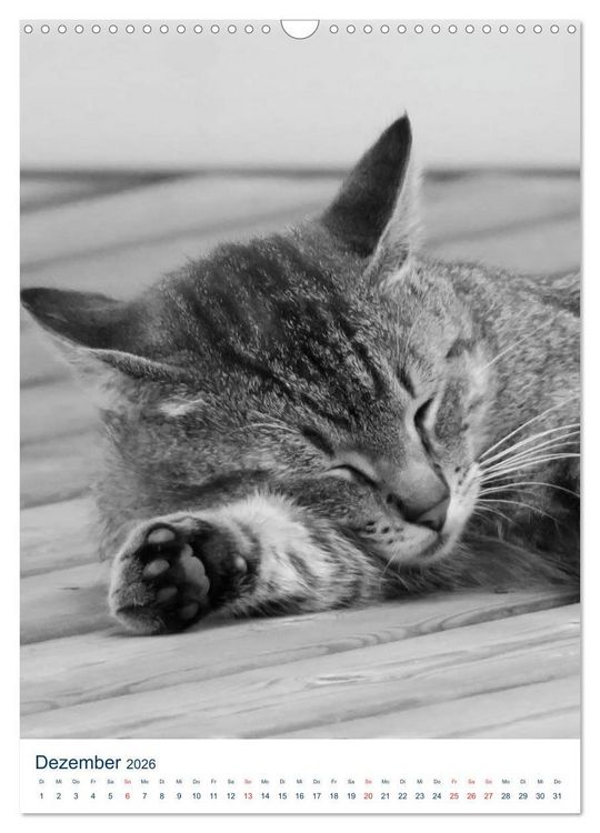 Produktbild: Wilde Katzen - Korsikas Samtpfoten (Wandkalender 2026 DIN A3 hoch), CALVENDO Monatskalender