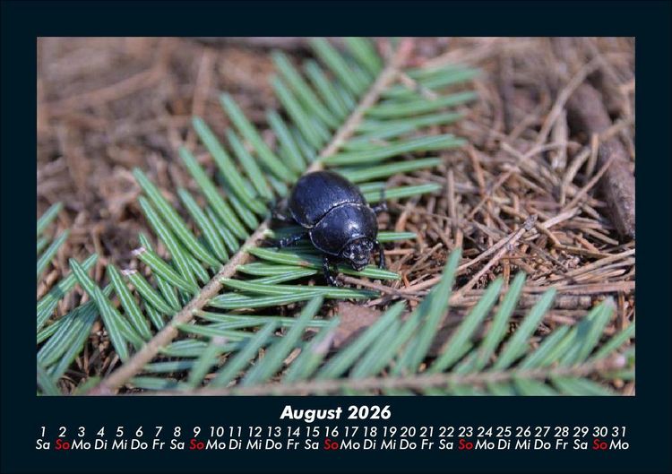Produktbild: K&auml;fer 2026 Fotokalender DIN A5