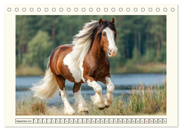 Produktbild: Irish Tinker Liebe. Der robuste Charme der Gypsy Cobs (Tischkalender 2027 DIN A5 quer), CALVENDO Monatskalender