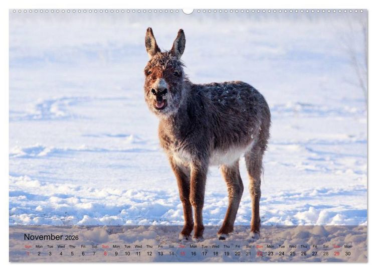 Produktbild: Little Donkey with Friends (High Quality Premium Wall Calendar 2026 DIN A2 landscape),CALVENDO 12 Month Wall Calendar