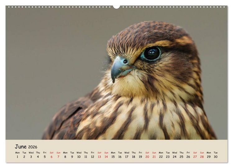 Produktbild: British Birds of Prey (High Quality Premium Wall Calendar 2026 DIN A2 landscape),CALVENDO 12 Month Wall Calendar