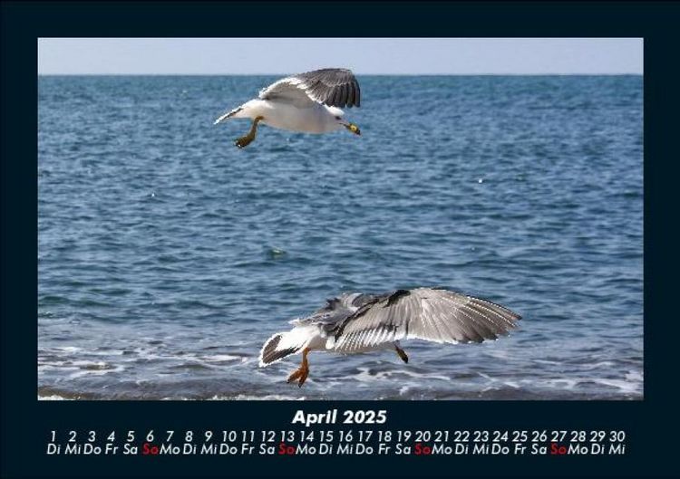 Produktbild: M&ouml;wen 2025 Fotokalender DIN A5