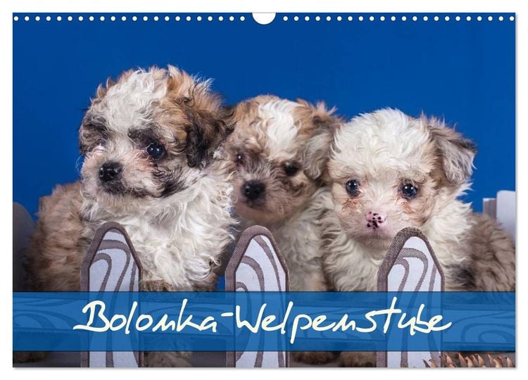 Produktbild: Bolonka Welpenstube (Wandkalender 2026 DIN A3 quer), CALVENDO Monatskalender