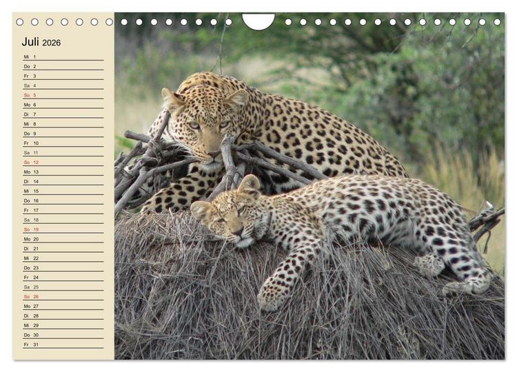 Produktbild: Die Lautlosen. Geparden und Leoparden (Wandkalender 2026 DIN A4 quer), CALVENDO Monatskalender