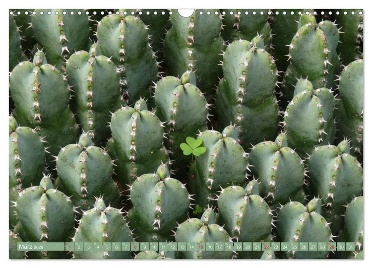 Produktbild: BOTANICACTUS Mallorcas Kakteengarten (Wandkalender 2026 DIN A3 quer), CALVENDO Monatskalender