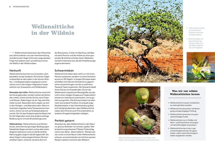 Produktbild: Wellensittiche