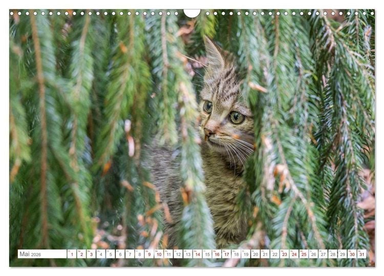 Produktbild: Wildkatzen - die anmutigsten Raubiere in Europa. (Wandkalender 2026 DIN A3 quer), CALVENDO Monatskalender