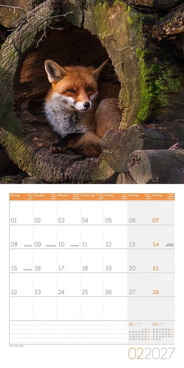 Produktbild: F&uuml;chse Kalender 2027 - 30x30 - Art12