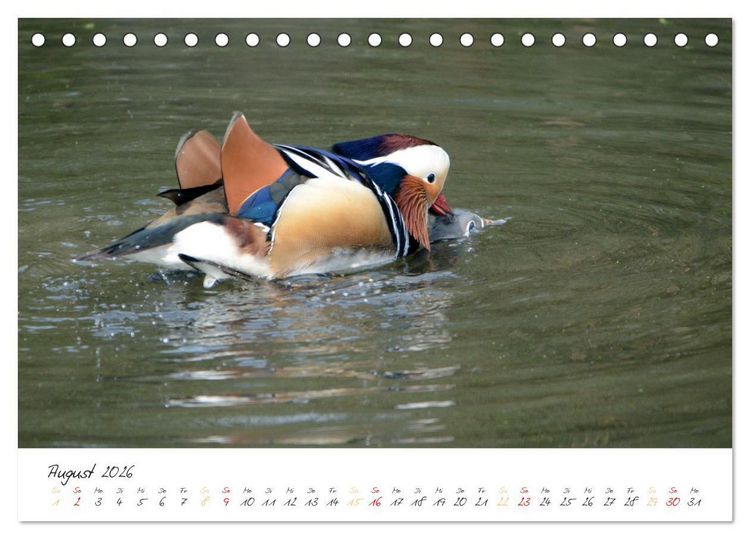 Produktbild: Mandarinenenten, die Liebe zur Natur (Tischkalender 2026 DIN A5 quer), CALVENDO Monatskalender